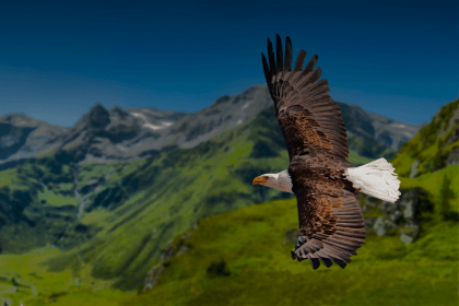 Eagle